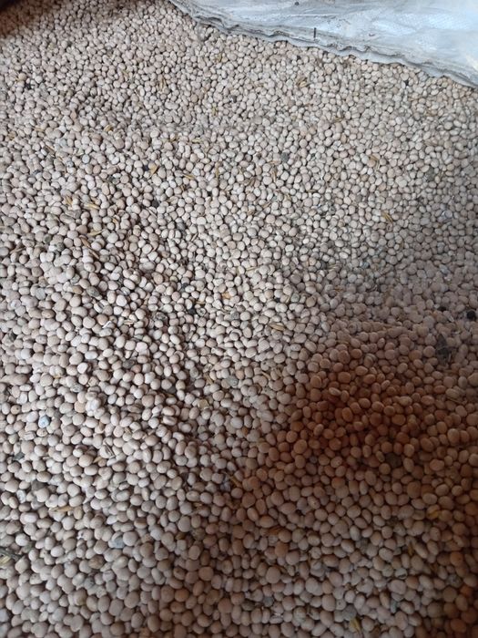 Łubin biały slodki