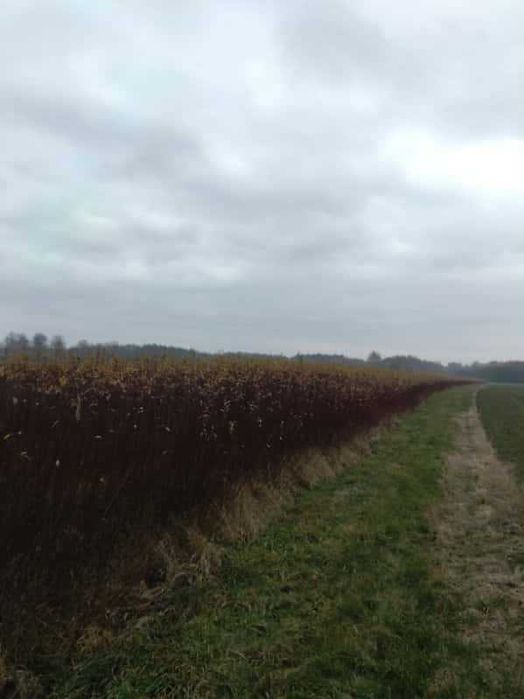 Wiklina zielona Kamień, wysoka idealna na płoty.