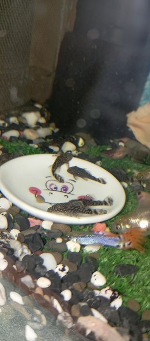 Продам сомиков Анцитрус присоски