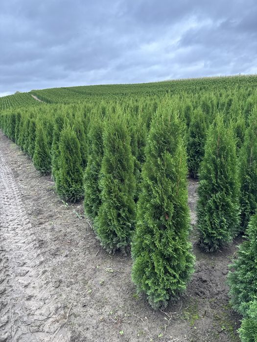 Tuje Szmaragd 140-150cm DOSTAWA ‼️ PRODUCENT