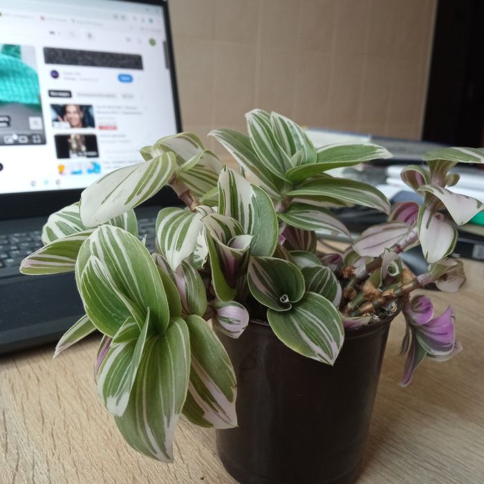 Традесканція(кімнатна рослина)