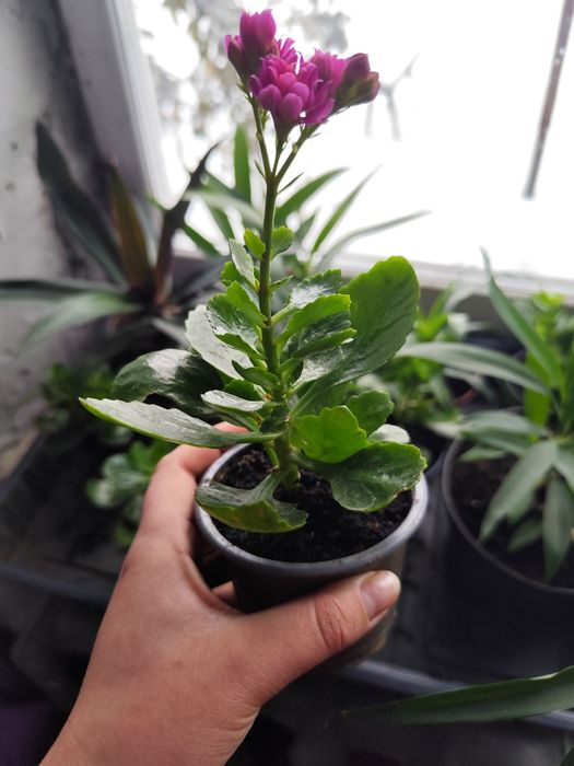 Продам різні вазони , каланхоє вже квітне