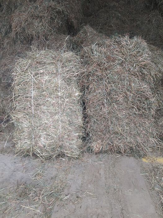 Siano 2025 kostki i bele