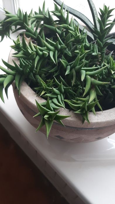 Квіти кімнатні декоративні від 20 грн