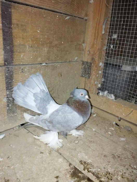 Sprzedam Kaczuna Rostowskiego