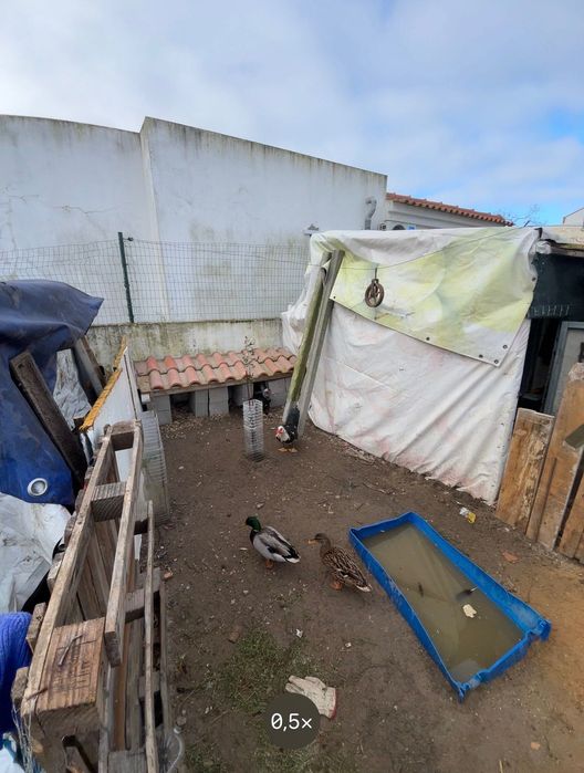 Patos mudos e bravos