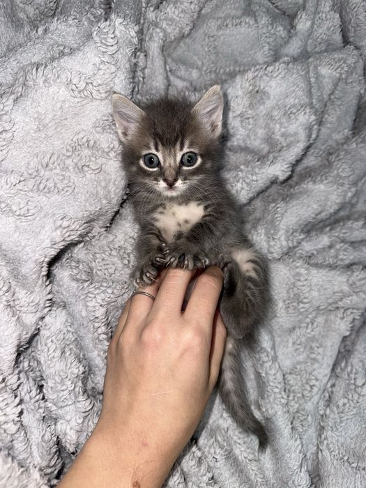 котята , кошенята