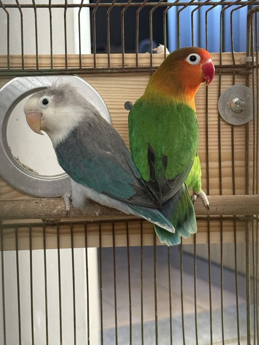 Casal Reprodutor de Agapornis Fischeri