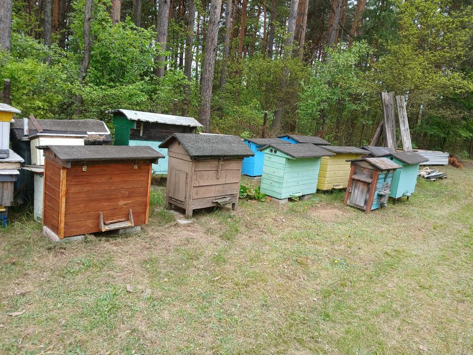 ULE WARSZAWSKIE zwykłe i porzeszerzane