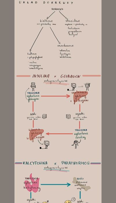 Notatki maturalne biologia rozszerzona pdf