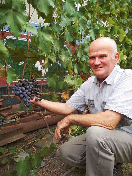Кущі смачного винограду (Виноград)