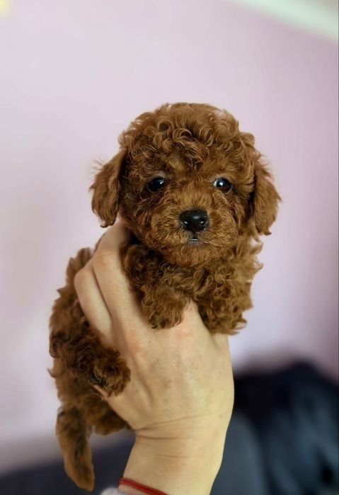 Super mini szczeniak toy pudel