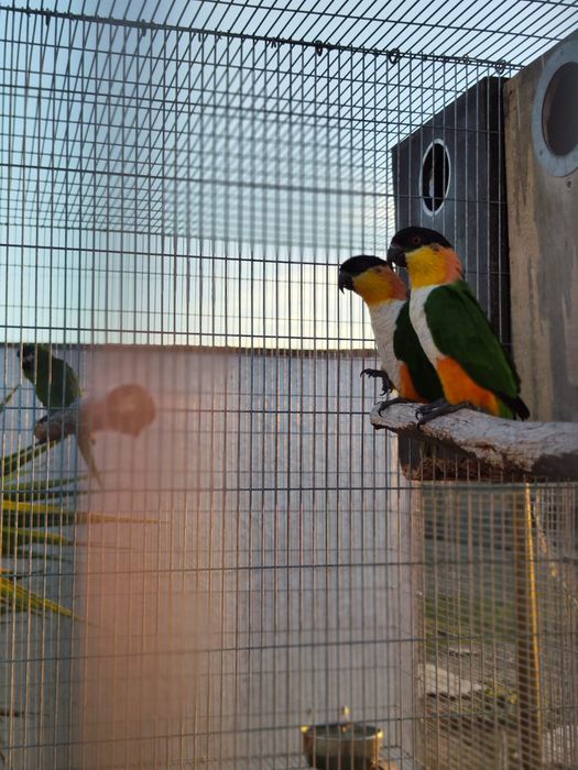 Marianinhas de cabeça preta