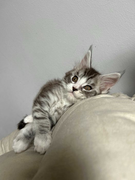 Эксклюзивные котята! Вакцинация сделана!