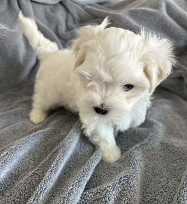 Maltańczyk - BARTUŚ