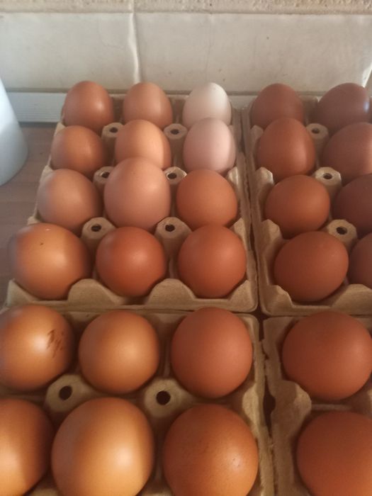 Ovos de  Galinhas Isa Brown e Sussex