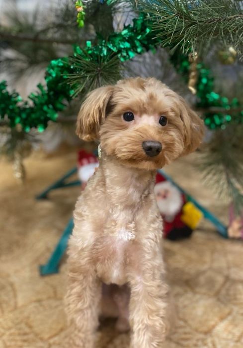 Вязка мальтіпу пудель