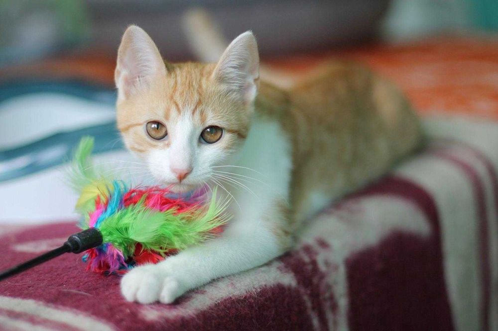 Nela, czteromiesięczna koteczka do adopcji.