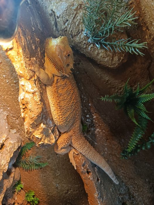 agama brodata z terrarium