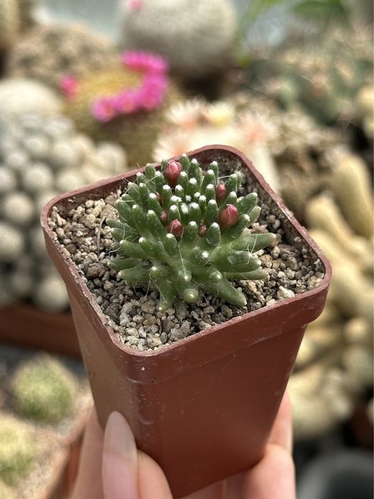 Кактус Мамілярія Паінтері Mammillaria painteri