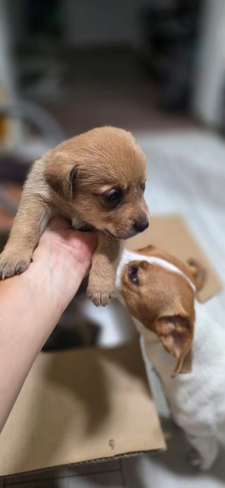 Віддам у добрі руки чудових цуценят!