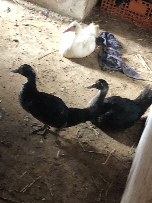 Pintos e patos mudos para venda