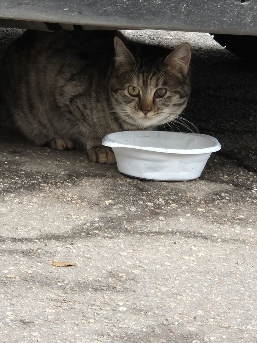 Шукаю дім для киці( стерилізована)