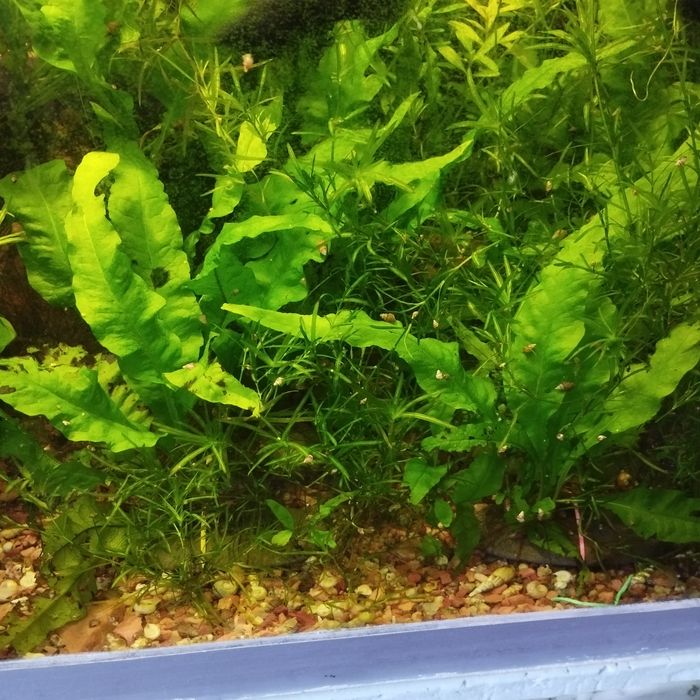 Таиландский папоротник