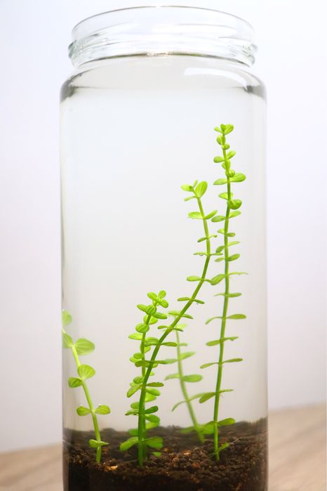 Plantas de aquário e Camarões