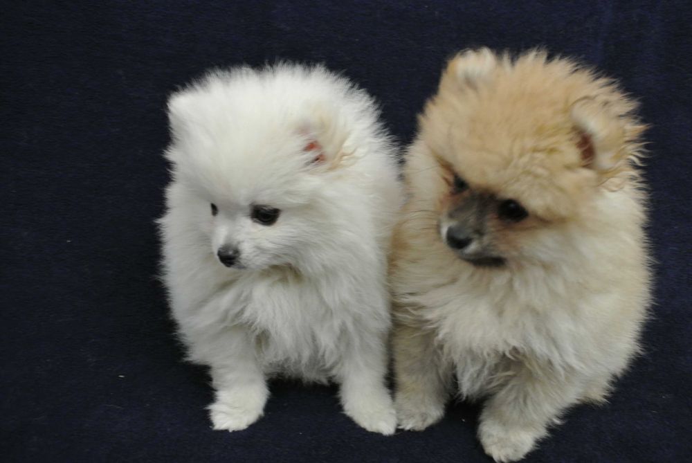 Szpic miniaturowy-pomeranian