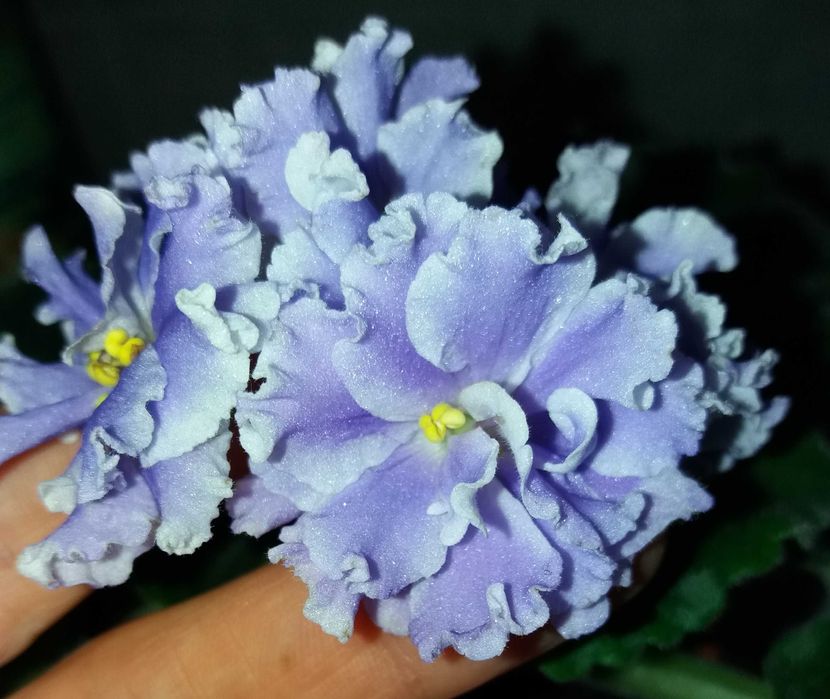 Фиалки сортовые, листья, цветущие. Сенполии