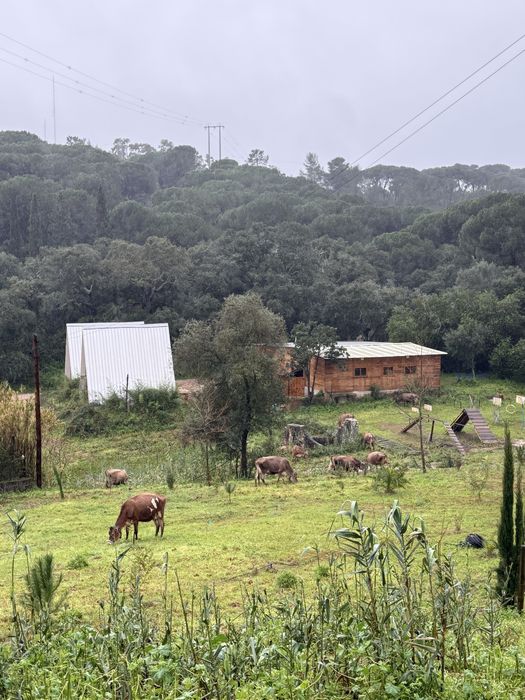 Venda de leite cru jersey