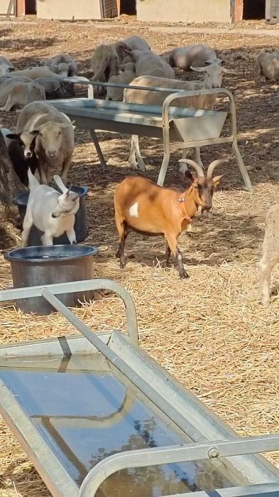 Cabras Anãs | Adultas e Jovens | Muito Dóceis