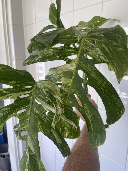 Monstera variagata