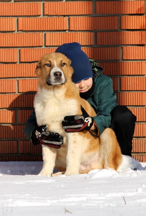 Короткошерстний  хлопчик  КВ.