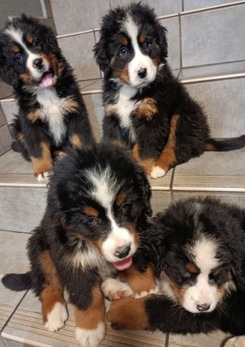 Bernański pies pasterski