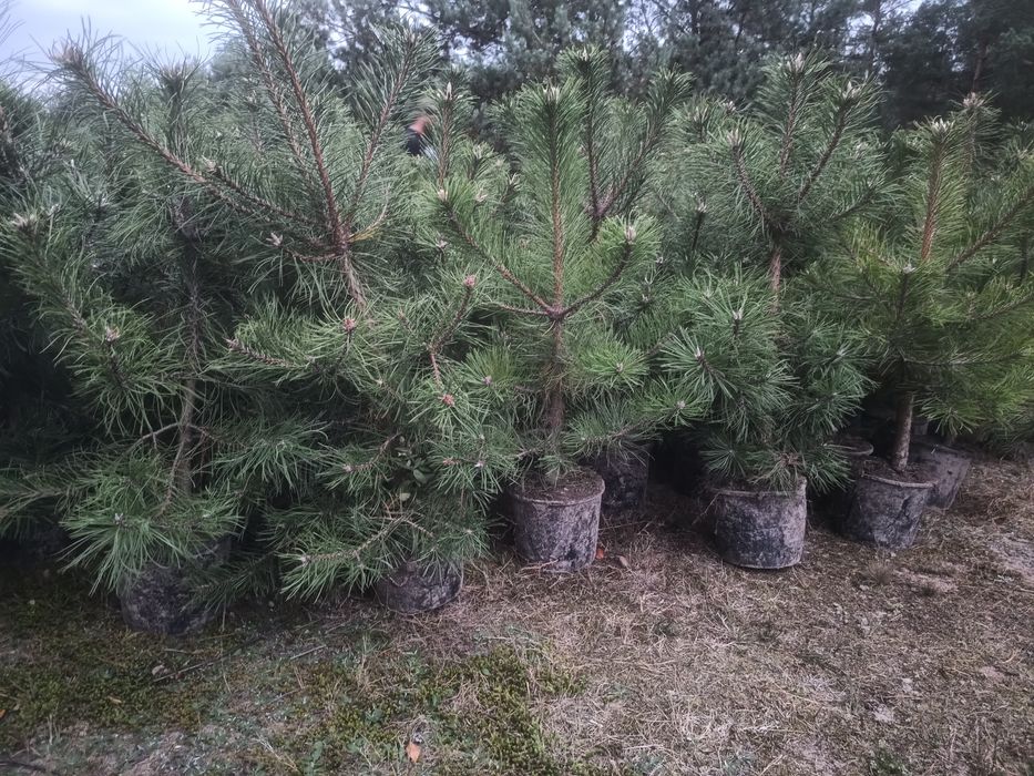 Sosna czarna pinus nigra 80-100 cm