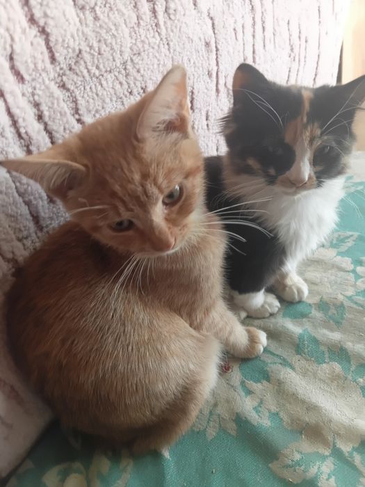 Віддам рижого котика в добрі руки