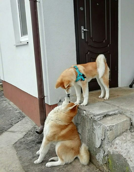 Вязка Акита Ину