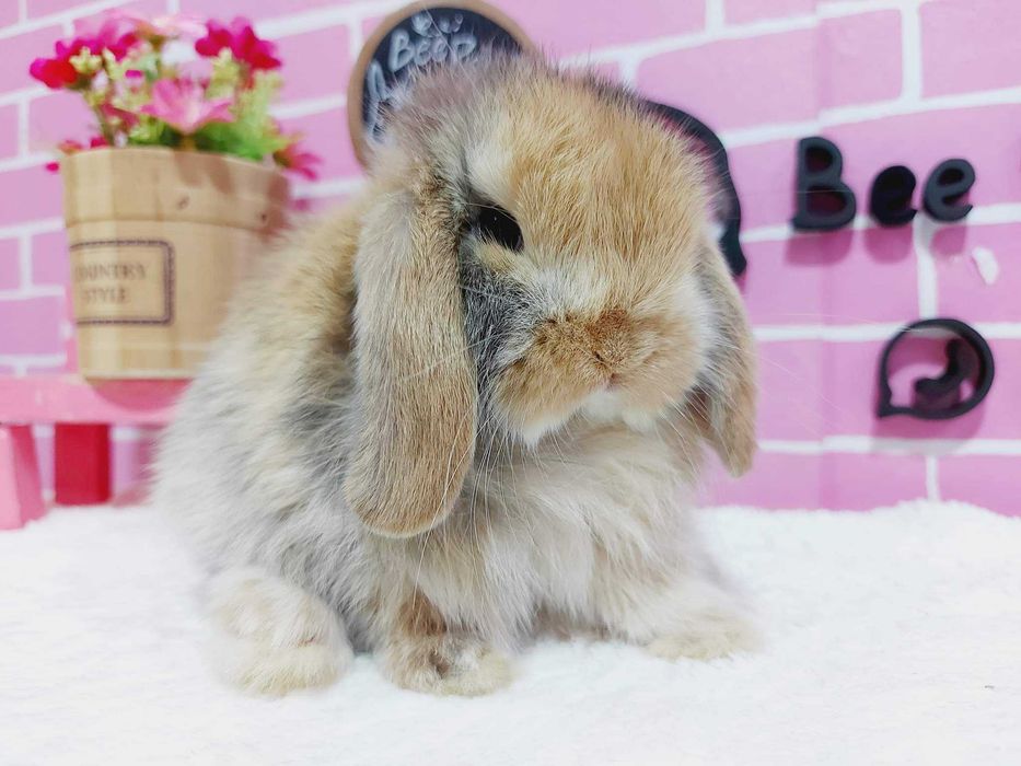 Coelhos anões orelhudos + gaiola nova + alimentação adequada