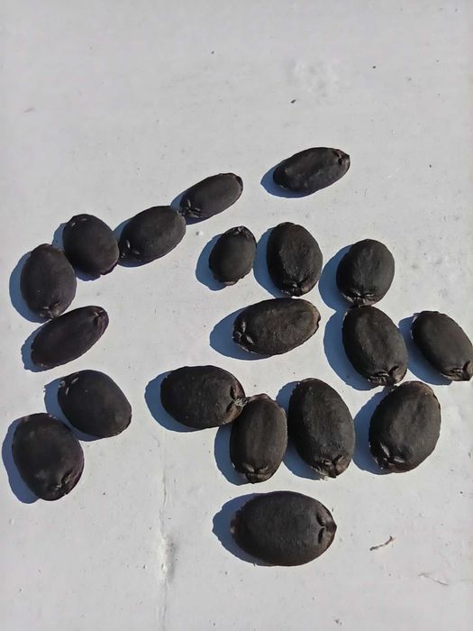 Насіння люффи циліндричної