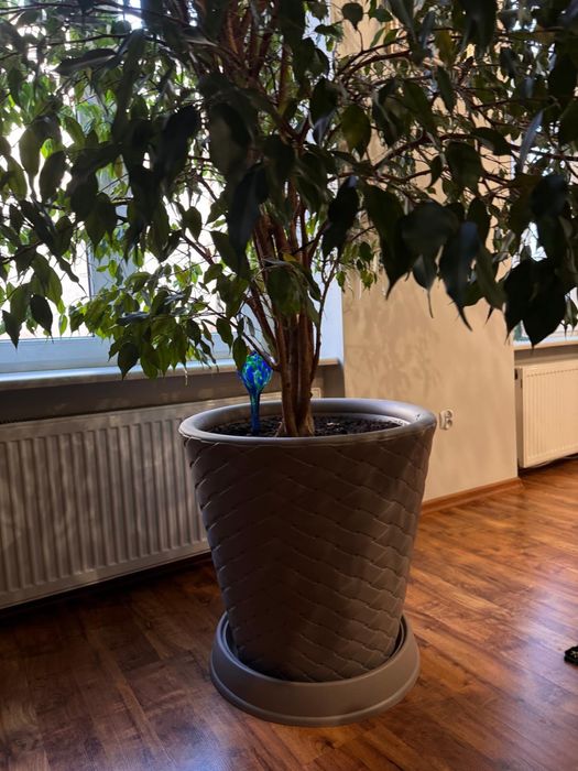 Fikus Beniamin 3,0m wysoki , korona ok. 2,2 średnicy