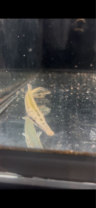GAR Florida 14/15cm