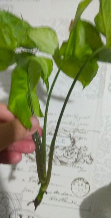 Зрізи сортових сингоніумів