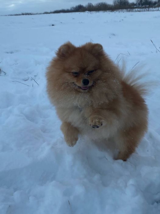 Померанський шпіц шукає дівчинку для в'язки