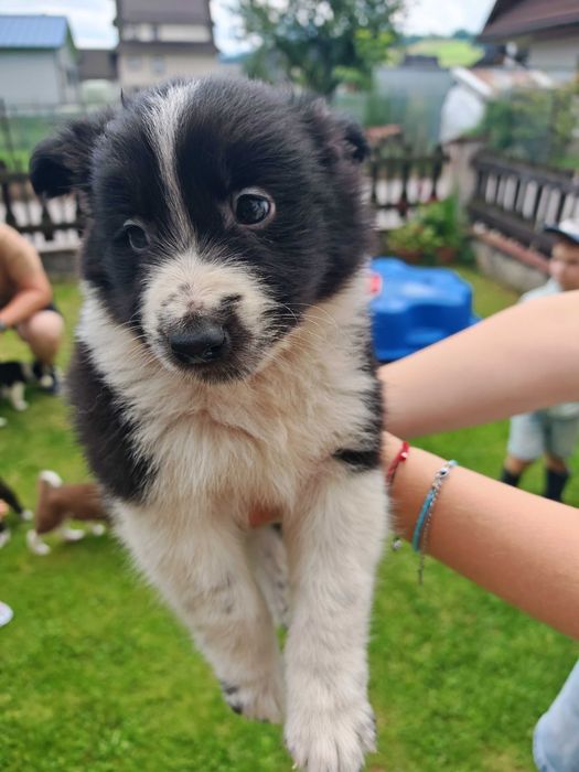 Szczeniak Border Collie