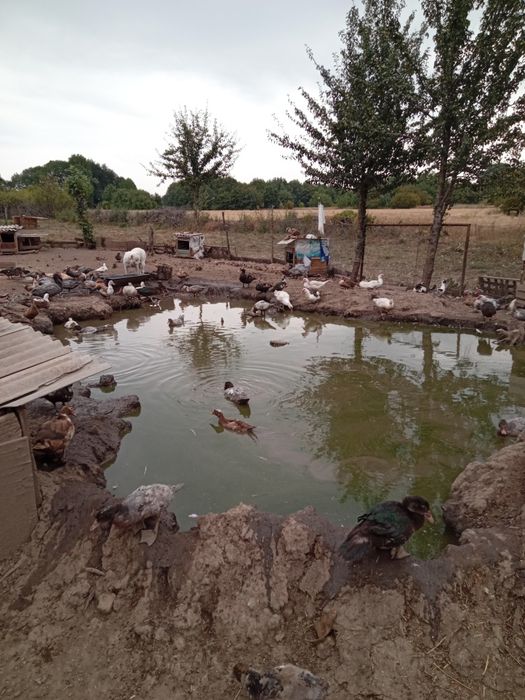 Продам уток разных возрастов