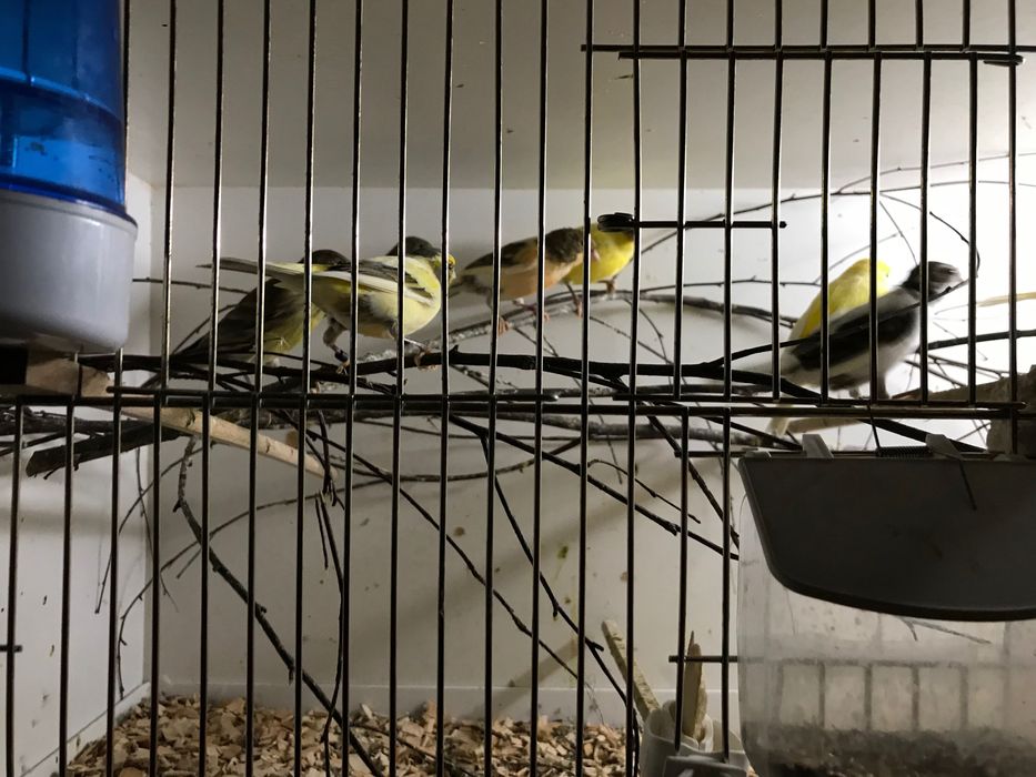 Sprzedam kanarki timbradory