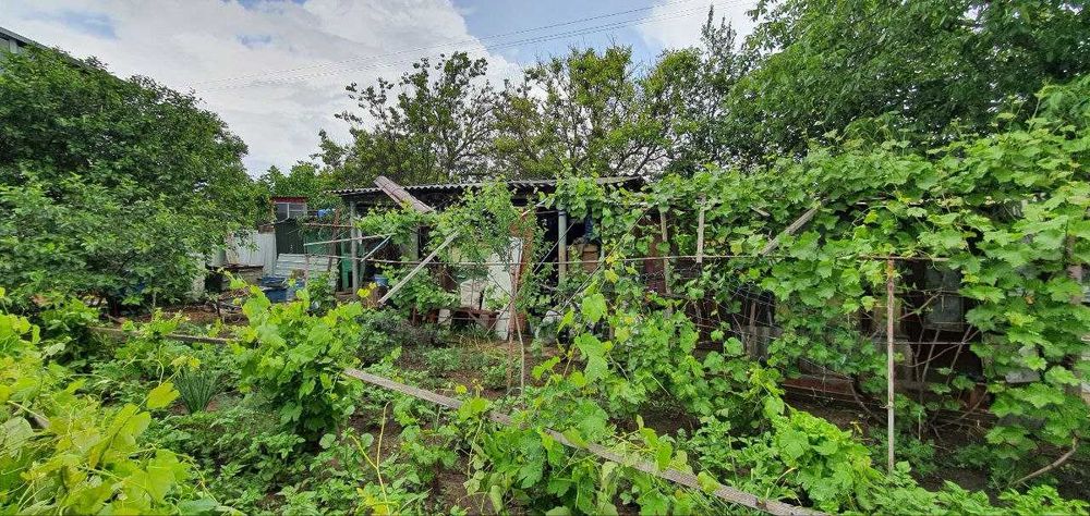 Дача возле леса Алтестово