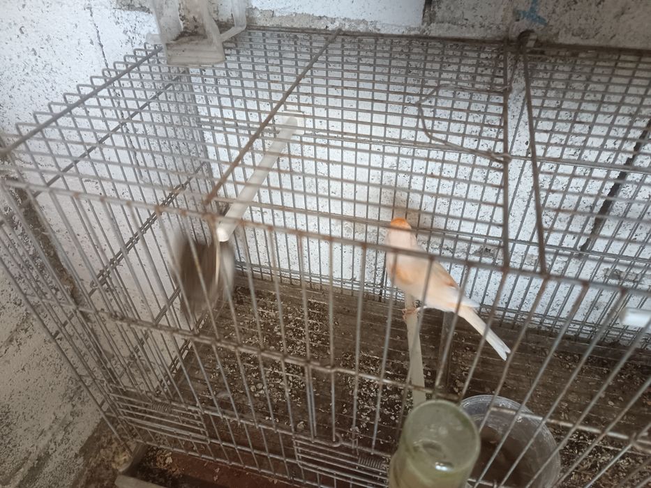 Canários e gaiolas